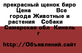 прекрасный щенок биро › Цена ­ 20 000 - Все города Животные и растения » Собаки   . Самарская обл.,Кинель г.